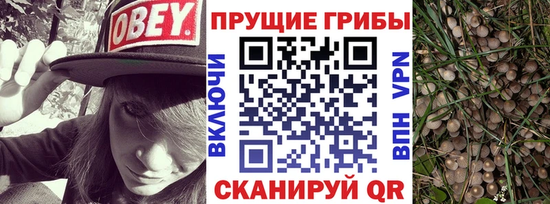 дарнет шоп  Ачхой-Мартан  Псилоцибиновые грибы Psilocybine cubensis 